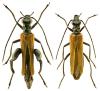 Oedemera femoralis