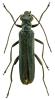 Oedemera lurida