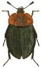 Oiceoptoma thoracicum