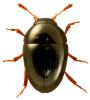 Olibrus flavicornis