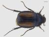 Omaloplia ruricola