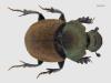 Onthophagus coenobita