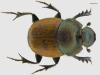Onthophagus coenobita