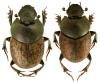 Onthophagus fracticornis