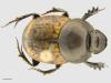 Onthophagus fracticornis