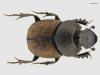 Onthophagus fracticornis