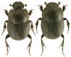 Onthophagus joannae