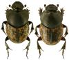 Onthophagus nuchicornis