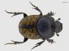 Onthophagus nuchicornis