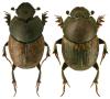 Onthophagus similis