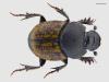 Onthophagus similis