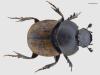 Onthophagus similis