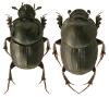 Onthophagus taurus