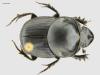 Onthophagus taurus