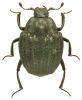 Onthophilus punctatus