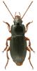 Ophonus laticollis