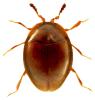 Orthoperus atomus