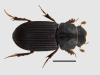 Oxyomus sylvestris