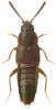 Oxypoda brevicornis