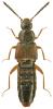 Philhygra luridipennis