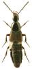 Philonthus longicornis