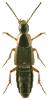 Philonthus marginatus