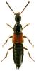 Philonthus rubripennis