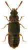 Phloeonomus punctipennis