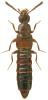 Phloeopora scribae