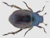 Phyllopertha horticola