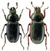 Platycerus caraboides