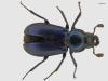 Platycerus caraboides