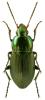 Poecilus versicolor