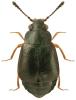 Proteinus ovalis