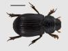 Psammodius asper