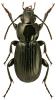 Pterostichus aethiops