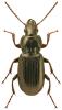 Pterostichus anthracinus