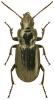 Pterostichus aterrimus