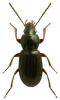 Pterostichus diligens