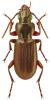 Pterostichus macer