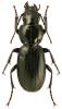 Pterostichus madidus