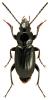 Pterostichus nigrita