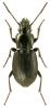 Pterostichus oblongopunctatus