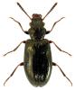 Rabocerus foveolatus