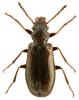 Rabocerus gabrieli