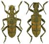 Rhagium mordax