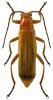 Rhagonycha fulva