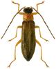 Rhagonycha lutea