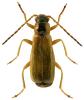 Rhagonycha testacea