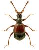 Rybaxis longicornis